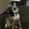 jerky_turk
